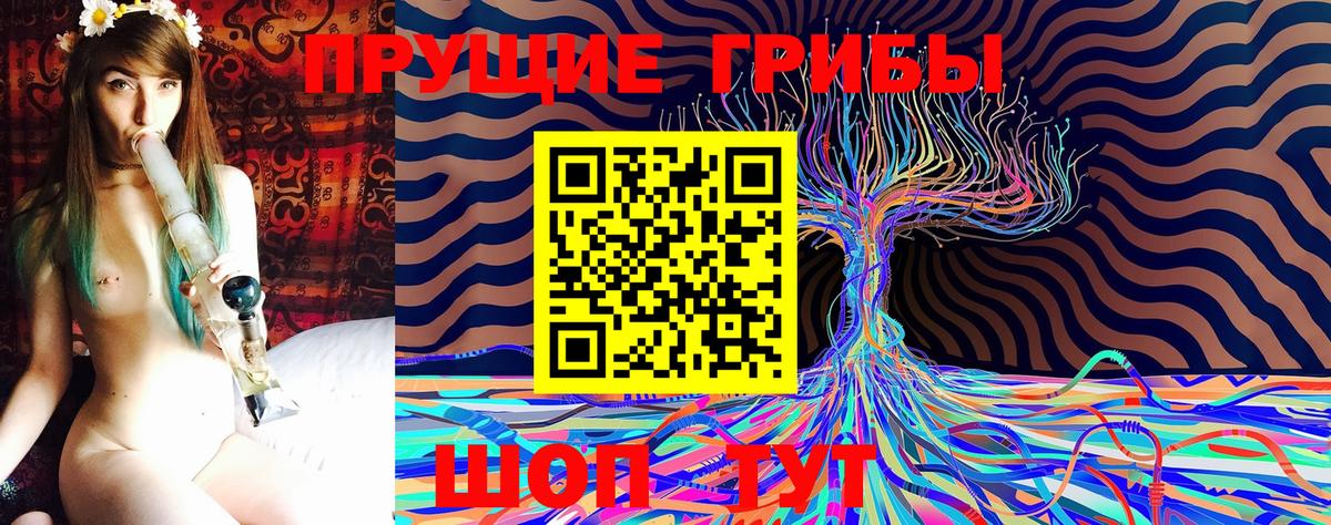 Галлюциногенные грибы Psilocybe Усть-Джегута